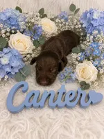 Canter, a male German Shorthaired Pointer for sale in Manning, SC – 1 of 1