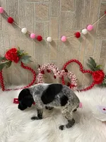 Kimes, a female German Shorthaired Pointer for sale in Manning, SC – Photo 4 of 4