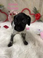 Kimes, a female German Shorthaired Pointer for sale in Manning, SC – Photo 1 of 4