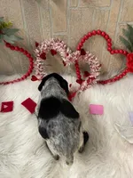 Kimes, a female German Shorthaired Pointer for sale in Manning, SC – Photo 2 of 4