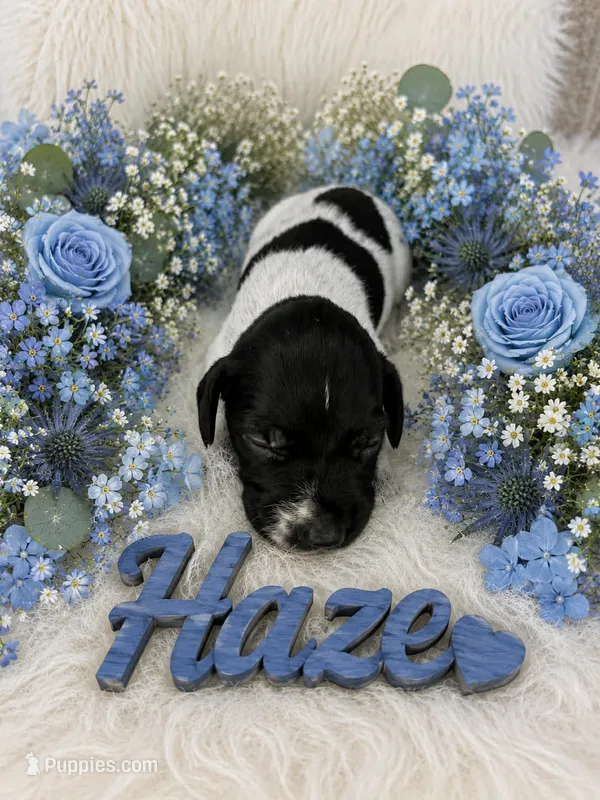 Haze – German Shorthaired Pointer puppy for sale in Manning, SC