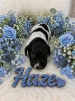 Haze, a male German Shorthaired Pointer for sale in Manning, SC – 1 of 1