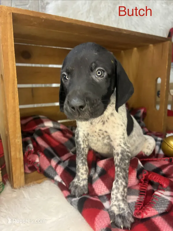 Butch – German Shorthaired Pointer puppy for sale in Manning, SC
