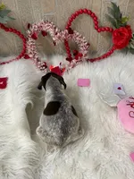 Cinch, a male German Shorthaired Pointer for sale in Manning, SC – Photo 2 of 5