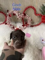 Cinch, a male German Shorthaired Pointer for sale in Manning, SC – Photo 1 of 5