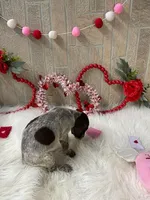 Cinch, a male German Shorthaired Pointer for sale in Manning, SC – Photo 3 of 5