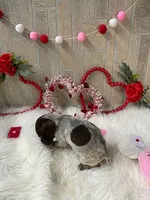 Cinch, a male German Shorthaired Pointer for sale in Manning, SC – Photo 5 of 5