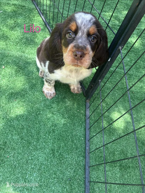 Lilo – English Springer Spaniel puppy for sale in Manning, SC