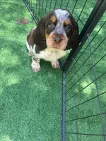 Lilo, a female English Springer Spaniel for sale in Manning, SC – 1 of 2