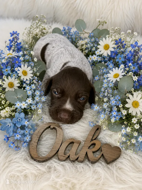 Oak – German Shorthaired Pointer puppy for sale in Manning, SC