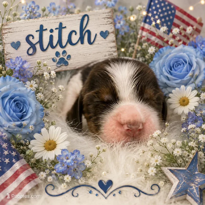 Stitch – English Springer Spaniel puppy for sale in Manning, SC