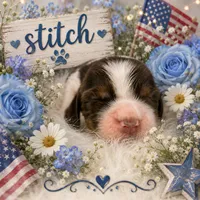 Stitch, a male English Springer Spaniel for sale in Manning, SC – 1 of 1