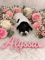 Alyssa, a female German Shorthaired Pointer for sale in Manning, SC – 1 of 1