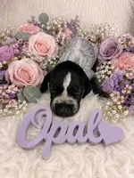 Opal, a female German Shorthaired Pointer for sale in Manning, SC – 1 of 1