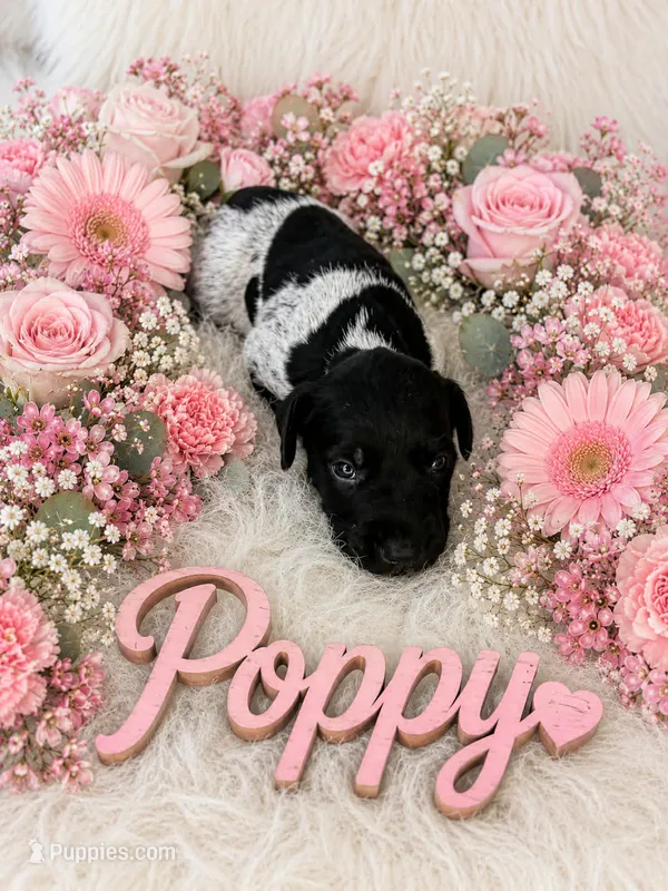 Poppy – German Shorthaired Pointer puppy for sale in Manning, SC