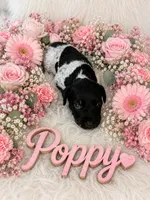 Poppy, a female German Shorthaired Pointer for sale in Manning, SC – 1 of 1