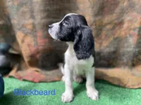 Blackbeard, a male English Springer Spaniel for sale in Manning, SC – 2 of 5