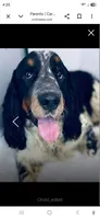 Angel, a female English Springer Spaniel for sale in Manning, SC – 3 of 3