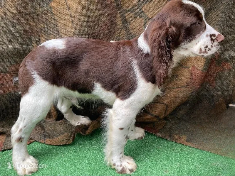 Fern – English Springer Spaniel puppy for sale in Manning, SC