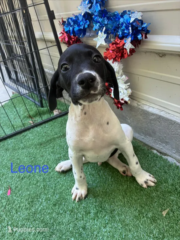 Leone – German Shorthaired Pointer puppy for sale in Manning, SC