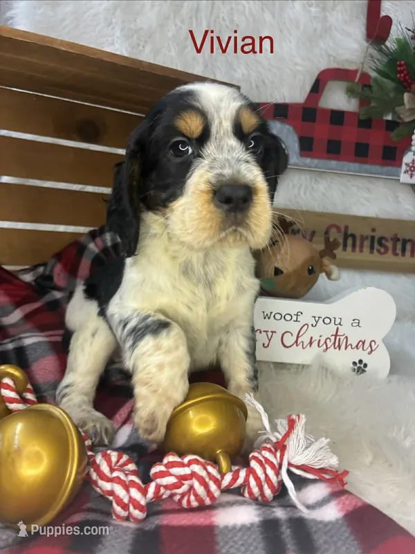 Vivian  – English Springer Spaniel puppy for sale in Manning, SC