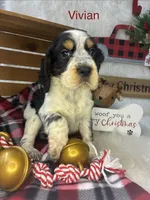 Vivian , a female English Springer Spaniel for sale in Manning, SC – 1 of 1