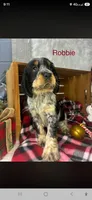 Johnny, a male English Springer Spaniel for sale in Manning, SC – 2 of 2