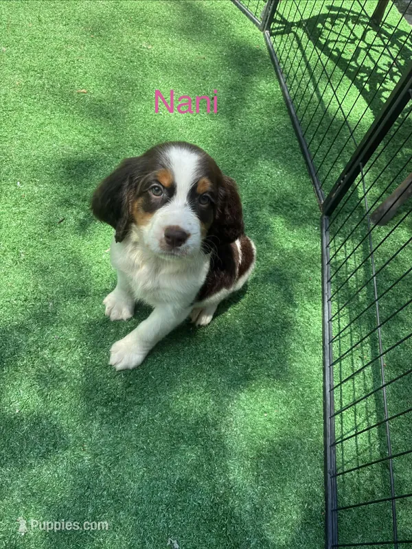 Nani – English Springer Spaniel puppy for sale in Manning, SC