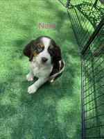 Nani, a female English Springer Spaniel for sale in Manning, SC – 1 of 2