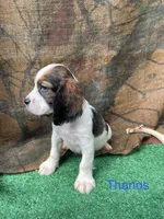 Thanos, a male English Springer Spaniel for sale in Manning, SC – 1 of 1