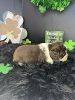 T-Bone, a male English Springer Spaniel for sale in Manning, SC – Photo 4 of 5