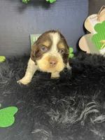 T-Bone, a male English Springer Spaniel for sale in Manning, SC – Photo 2 of 5