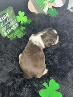 T-Bone, a male English Springer Spaniel for sale in Manning, SC – Photo 5 of 5