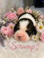 Scrump, a female English Springer Spaniel for sale in Manning, SC – 1 of 1