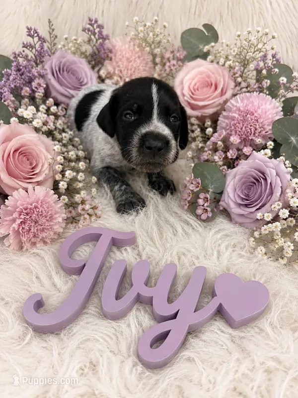 Ivy – German Shorthaired Pointer puppy for sale in Manning, SC