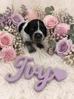 Ivy, a female German Shorthaired Pointer for sale in Manning, SC – 1 of 1