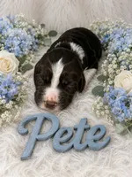 Pete, a male English Springer Spaniel for sale in Manning, SC – 1 of 1