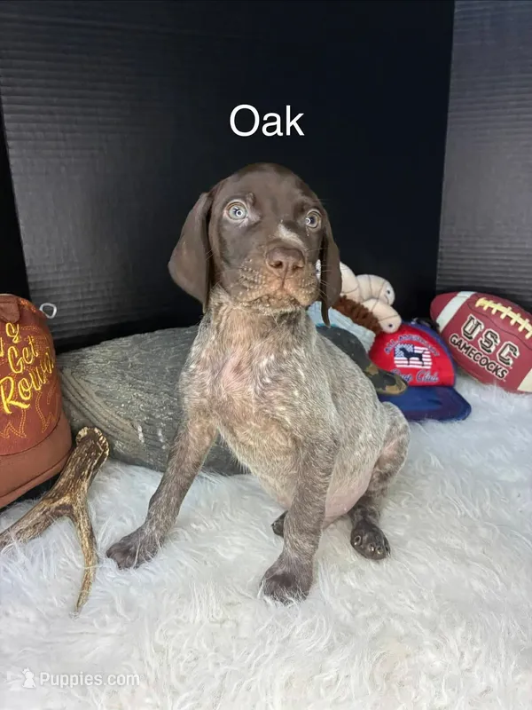 Oak – German Shorthaired Pointer puppy for sale in Manning, SC