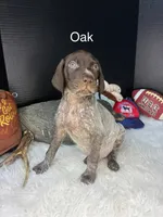 Oak, a male German Shorthaired Pointer for sale in Manning, SC – 1 of 1