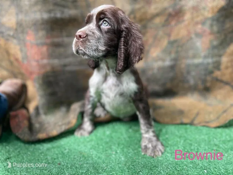 Brownie – English Springer Spaniel puppy for sale in Manning, SC