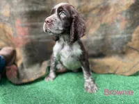 Brownie, a male English Springer Spaniel for sale in Manning, SC – 1 of 1