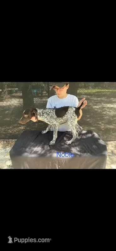 Noble – German Shorthaired Pointer puppy for sale in Manning, SC