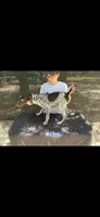 Noble, a male German Shorthaired Pointer for sale in Manning, SC – 1 of 1