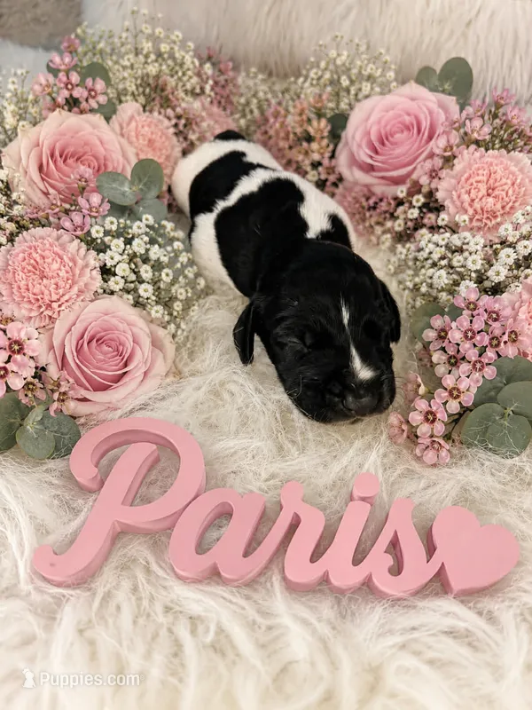 Paris  – German Shorthaired Pointer puppy for sale in Manning, SC