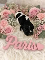 Paris , a female German Shorthaired Pointer for sale in Manning, SC – 1 of 1