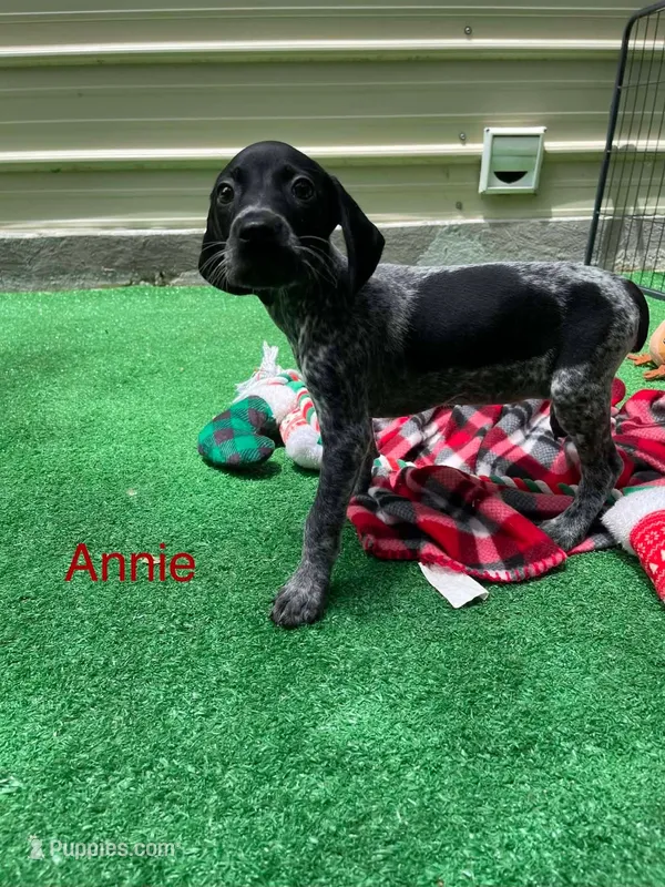 Annie – German Shorthaired Pointer puppy for sale in Manning, SC