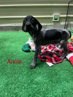 Annie, a female German Shorthaired Pointer for sale in Manning, SC – 1 of 1