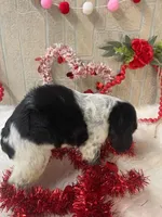 Annie, a female English Springer Spaniel for sale in Manning, SC – Photo 2 of 4