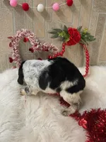 Annie, a female English Springer Spaniel for sale in Manning, SC – Photo 3 of 4