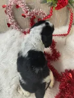 Annie, a female English Springer Spaniel for sale in Manning, SC – Photo 4 of 4